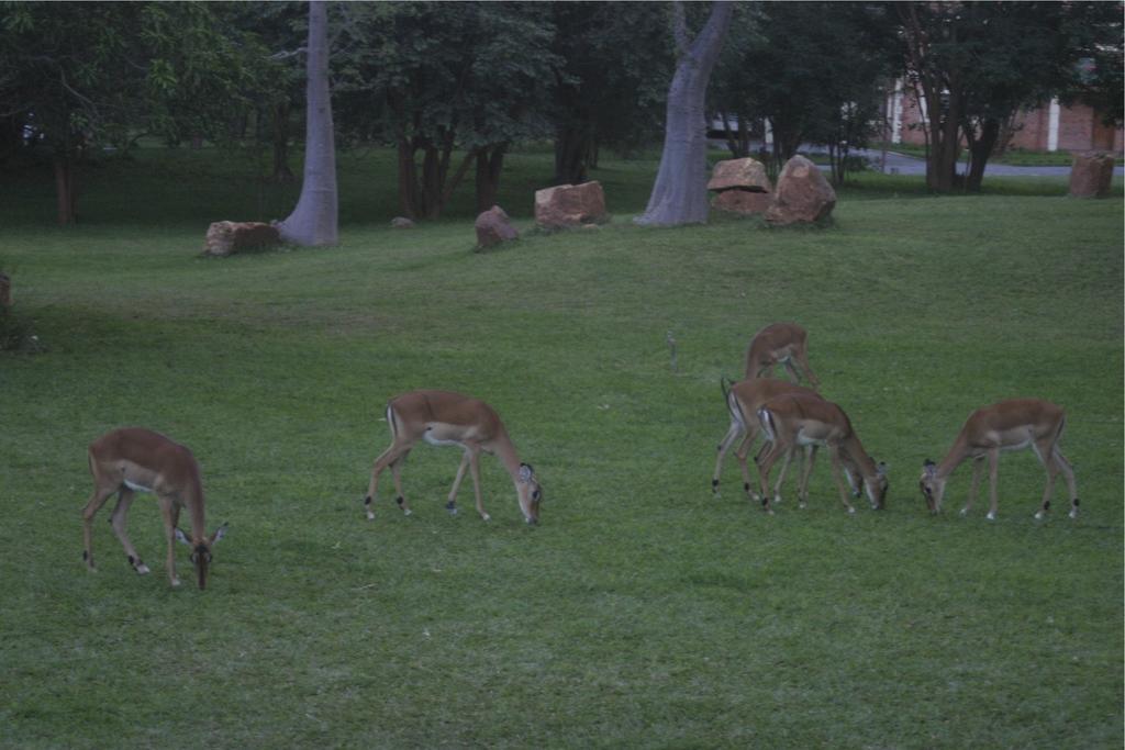 לוסקה M'Kango Golfview Hotel מראה חיצוני תמונה